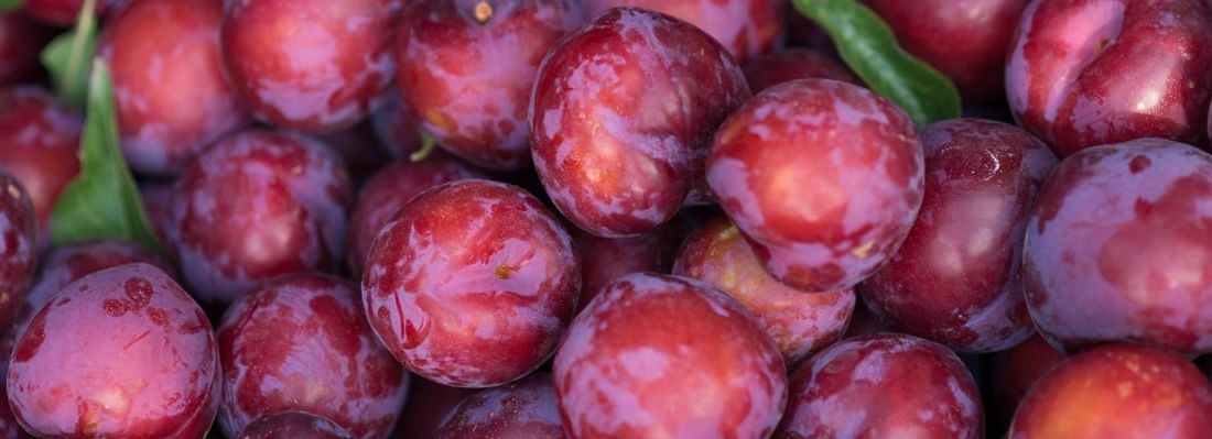 Buah Plum Efektif untuk Diet, Mitos atau Fakta?